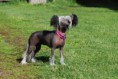 /album/bildgalleri/dogs-2902d80c78093032451fd4063cc1e97d-jpg/